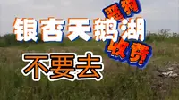 嘉兴跑道 之 银杏天鹅湖 不会再去了