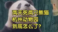 两天死两只熊猫，杭州动物园到底怎么了？