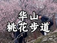 华山桃花步道。这段路在华山聚仙台，路随时可走，但是花期有时。#华山