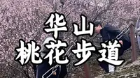 华山桃花步道。这段路在华山聚仙台，路随时可走，但是花期有时。#华山