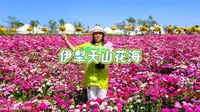 伊犁天山花海～国家4A级景区天山脚下万亩花海秘境～