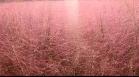 洛阳周边自驾游-豪泽郁金香四季花海