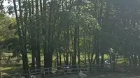 哈尔滨 森工平山皇家鹿苑。全部都是小可爱宝宝