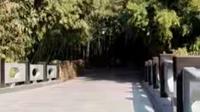 山东省潍坊市植物园竹园2月14日拍摄-3-山东百分之80-90的竹子品种新疆南疆可以栽种！！-