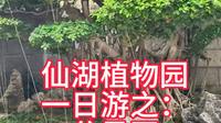 仙湖植物园一日游之：盆景园#真实户外 #植物园 #仙湖植物园游玩攻略 #盆景