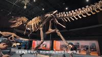 来国家自然博物馆打卡暴龙展～老沈的出差日志