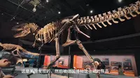 来国家自然博物馆打卡暴龙展～老沈的出差日志