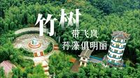 【赤水竹海国家森林公园】漫游赤水竹海，看这条视频就够啦！