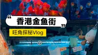 香港金鱼街之旺角探秘