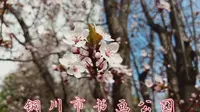 【赏春】铜川市书画公园