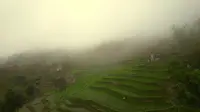 2026五一节的红河县撒玛坝梯田1