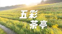 穿越机镜头下的茶亭花海