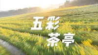 穿越机镜头下的茶亭花海