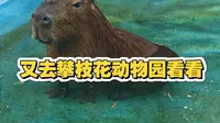 再去一趟攀枝花动物园逛逛看看翻新了又有哪些动物