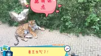 小伙拜访淄博动物园的扛把子！它这是对我有意见吗？