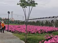 天鸣花海