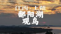 江西上饶鄱阳湖观鸟