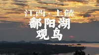 江西上饶鄱阳湖观鸟