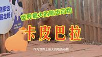 昆明圆通山动物园，卡皮巴拉卡皮巴拉，高性价比的动物园，值得一去。