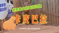 昆明圆通山动物园，卡皮巴拉卡皮巴拉，高性价比的动物园，值得一去。