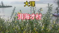 自驾游云南 大理洱海 才村码头打卡！