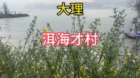 自驾游云南 大理洱海 才村码头打卡！