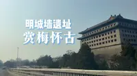 明城墙遗址公园的梅花开了