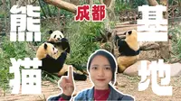 成都熊猫基地攻略｜看完这个视频…你也不一定能见到花花😂