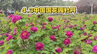 中国国花园（洛阳）4月3日牡丹实拍
