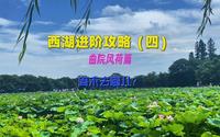 西湖进阶攻略（四）曲院风荷篇，夏季来到西湖怎么能不看荷花呢