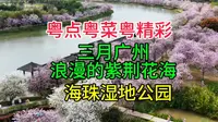 三月广州浪漫的紫荆花海，海珠湿地公园