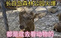沈阳长白岛森林公园火爆，都是过去看动物的。