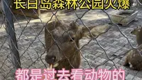 沈阳长白岛森林公园火爆，都是过去看动物的。