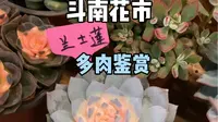 昆明斗南花市里的多肉，整得五花八门的