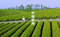 世界上最大的茶园在这里｜中国茶海