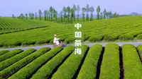 世界上最大的茶园在这里｜中国茶海