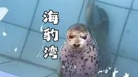 这个春天来山东烟台海豹湾看小豹富吧！