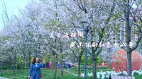 东坡故里，眉山樱花博览园