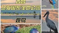 西昌邛海国家湿地公园观鸟