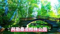 走进阿勒泰市桦林公园，邂逅自然之美