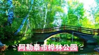 走进阿勒泰市桦林公园，邂逅自然之美