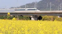 深圳·光明欢乐田园 | 漫步千亩油菜花田，邂逅驶向春天的列车……
