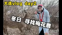 大连零距离喂梅花鹿，看完又省好几千~