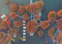 12月份的鱼尾洲，才是最美的鱼尾洲！