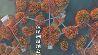 12月份的鱼尾洲，才是最美的鱼尾洲！