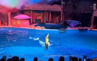 大连圣亚海洋世界海豚表演，一个王子与美人鱼的故事