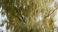 冬日午后，于嘉兴西南湖生态公园。