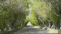 《大美新疆游》二十九：塔合曼树洞公路。位于新疆塔县塔合曼乡萨热拉村。两边高大茂盛的旱柳树纵横交错，形成了一个深邃幽长的树洞，阳光下树影斑驳，像一条梦幻时光隧道。