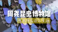周尧昆虫博物馆，虫虫原来这么有趣！
