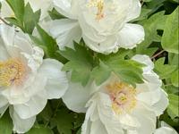 4月11日拍摄于洛阳隋唐城遗址植物园的玉版白牡丹